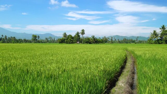 Rice Field with Rural Footpath and Mountains
