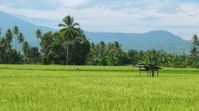 a traditional farmer in rice field