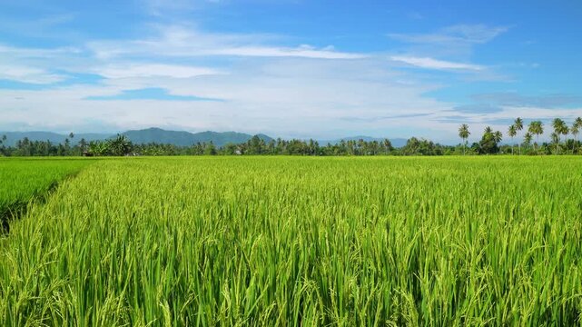 Expansive Rice Field Beneath Blue Sky
