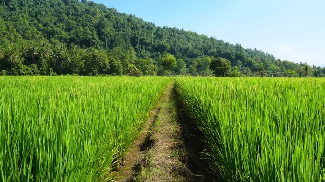 Narrow Path Between Rice Paddies