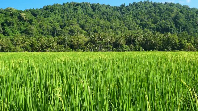 Fresh Green Rice Field Near Forest Hills