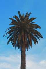 palm trees against blue sky © montassir