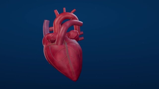 Anatomical heart reveal rising toward the aorta and aortic arch