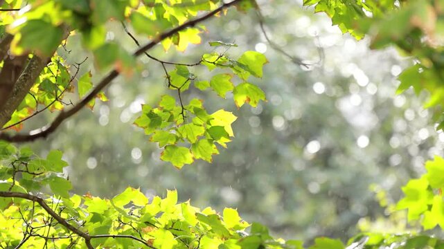 Sunlit maple leaves gently swaying in a light rain shower, creating a serene natural backdrop.
