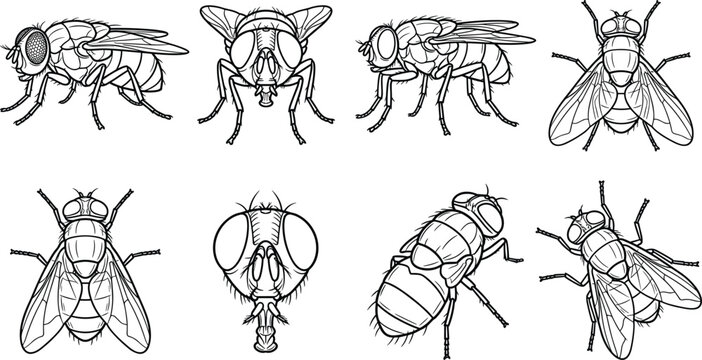 Housefly and Horse Fly Clipart Collection Featuring Multi-Angle Flying Flies Side View Profiles Top View Stencils Closeup Insect Head and Three-Quarter Perspectives Line Art [Image Context]Housefly an