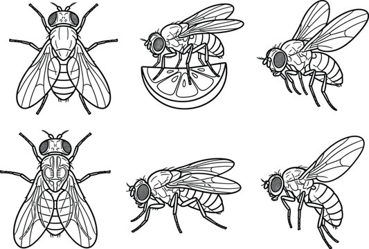 Housefly and Fruit Fly Clipart Collection Featuring Multi-Angle Flying Midges Side View Profiles Top View Stencils and Flies Resting on Lemon Citric Slices Line Art [Image Context]Housefly and Fruit F