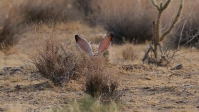 Black tailed jackrabbit hopping through the mojave desert