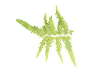 A vibrant green fern plant isolated on transparent png background for design assets © BEST