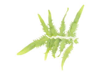 A vibrant green fern plant isolated on transparent png background for design assets © BEST