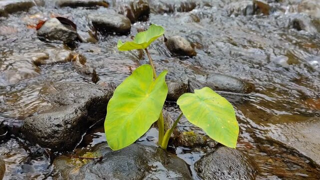 Young taro plants grow among the rocks in the river. The natural atmosphere is calm, peaceful, and fresh, with the river water flowing gently over the stones.