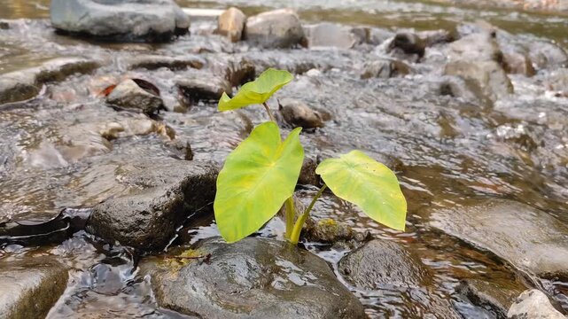 Young taro plants grow among the rocks in the river. The natural atmosphere is calm, peaceful, and fresh, with the river water flowing gently over the stones.