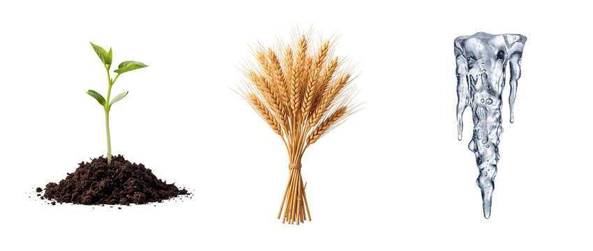 Green sprout wheat sheaf and icicle on transparent background