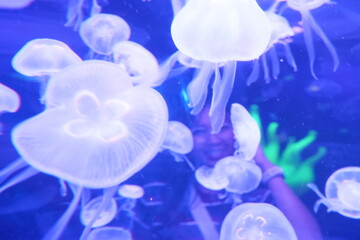 jelly fish in aquarium © groreast