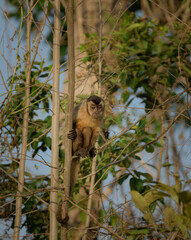 Capuchin monkey balancing on a branch © feeferlump
