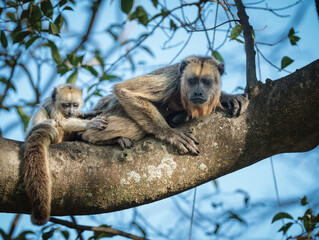 Mother and baby howler monkey on a tree branch © feeferlump
