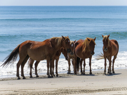 wild horses on nc beach