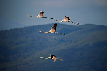 Flamants  roses en vol  © Corsica