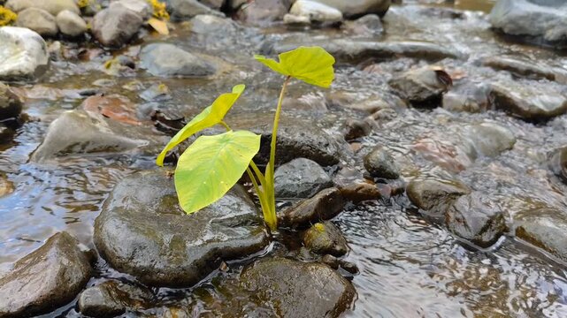 Young taro plants grow among the rocks in the river. The natural atmosphere is calm, peaceful, and fresh, with the river water flowing gently over the stones.