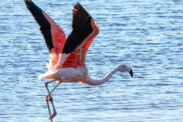 Greater flamingo taking off over blue water © Constanza