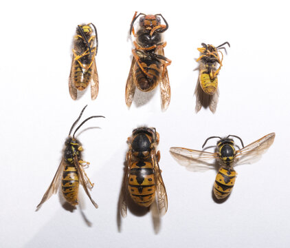 Vespula germanica German yellowjacket castes queens males workers dead wasps Moldova