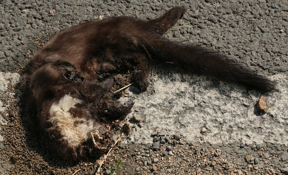 Beech marten (Martes foina) roadkill on asphalt road in Shipka Pass, Bulgaria