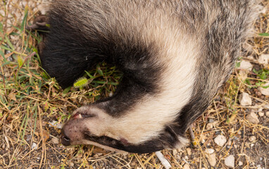 Close-up portrait of a European badger (Meles meles, female), lying dead on the grass and gravel roadside after a vehicle collision © Piotr