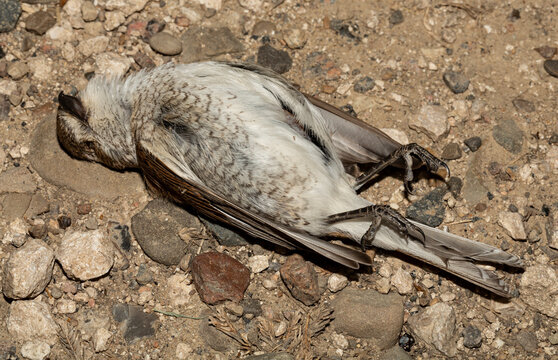 The red-backed shrike (Lanius collurio) is a carnivorous passerine bird and member of the shrike Laniidae. Juvenile bird - female. Dead bird. Road wars - death of a  Shrike. Death from the car.