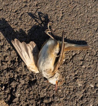 Dead marsh warbler Acrocephalus palustris bird lying on an asphalt road surface