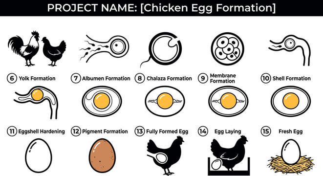 Infographic showing the stepbystep biological process of chicken egg formation, from ovulation to laying in a nest