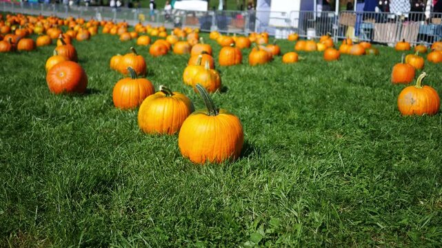  A Pumpkin Patch with Blurry Crowd Motion