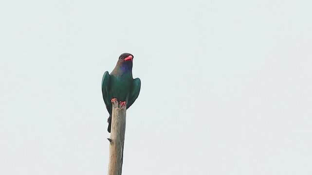 Dark dollarbird with a bright red beak perched upright on a bare wooden pole against a clear minimal sky