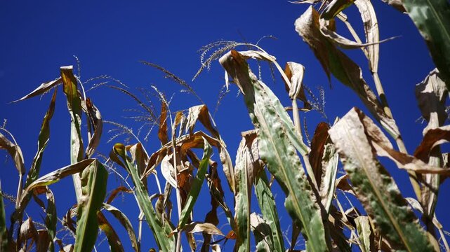 : Dried October Fall Corn Husks on Clear Blue Afternoon Sky Background