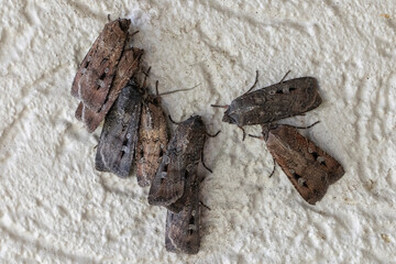 Bogong Moths gathered together on wall © Ken Griffiths