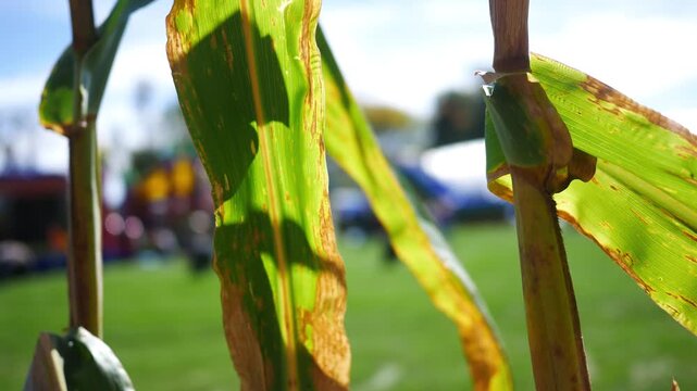  Looking Through Cornfield at October Fall Autumn Festival