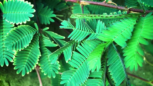 close-up view of sensitive plant leaf