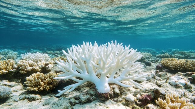 bleached coral surrounded by healthy coral fragments; ocean warming generative ai