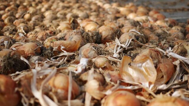  Onions Laying on Table at Fall Festiva