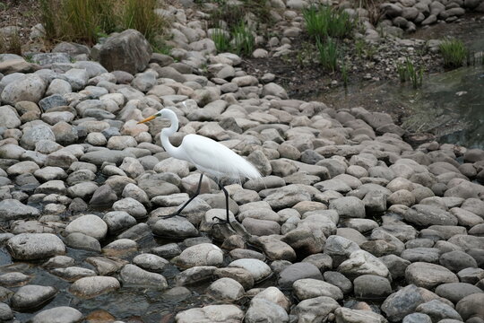great egret (ardea alba), also known as the common egret, large egret, great white egret, or great white heron on a bed of rocks by a peaceful reflective pond