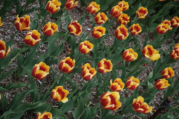 vibrant flowerbed filled with red and yellow bi-color tulips, resembling varieties like the Darwin hybrid 'Banja Luka' or similar flare-petaled cultivars © Sarah