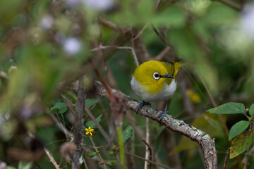 Fototapeta premium A small Indian white eye perching on a slender tree branch in its natural forest habitat. The background is surrounded with branches and leaves with lush green blurred.