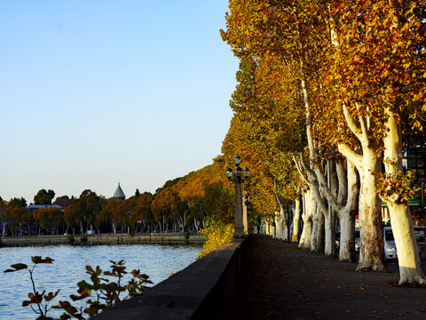 A tree-lined riverside embankment promenade bordered by mature plane trees displaying vibrant golden autumn foliage overlooks the Mtkvari River in Tbilisi, Georgia
