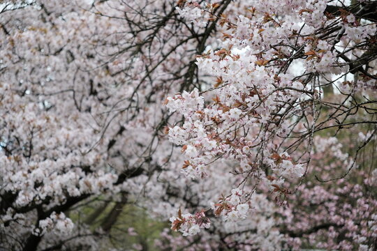 beautiful pink chery blossom tree (Prunus Serrulata)
