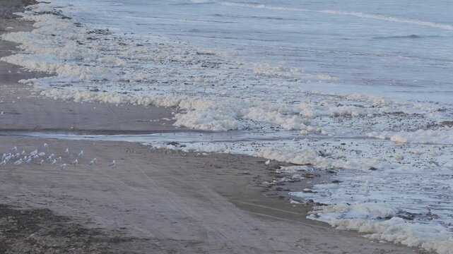 Algal Bloom Thick sea foam covering a sandy beach aerial