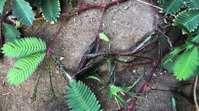 the green sensitive plant is budding