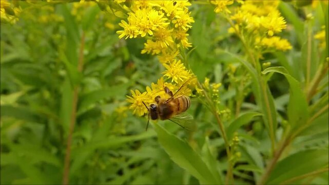 Honeybee actively pollinating vibrant yellow goldenrod blossoms in a sunlit meadow, macro close-up with shallow depth of field