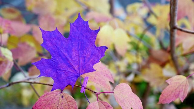 Autumn leaves painted in bright vivid Violet color on backdrop of seasonal trees. Decorative foliage Warm fall tones, woodland scenery and blurred background. Creative outdoor concept expressing