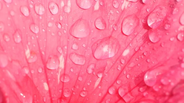 Vibrant pink hibiscus petal covered in glistening water droplets, macro close-up with shallow depth, veins