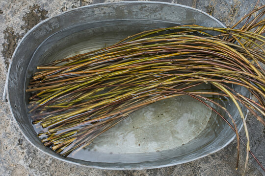 Willow rods soaking in a shallow metal trough