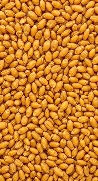Extreme close-up of golden grain seeds creating a natural, repeating texture and abstract pattern suitable for backgrounds or design elements, golden, nutrition, healthy