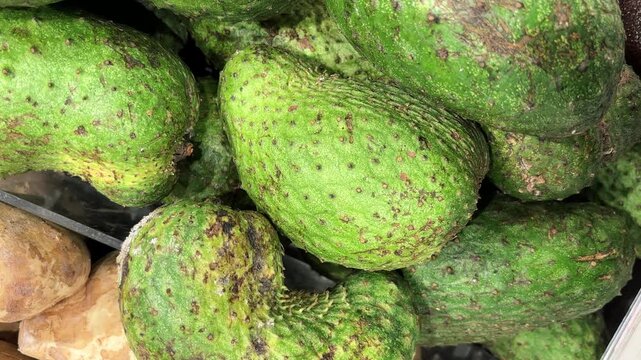 Fresh soursop (Graviola) fruit in various sizes. A video of "Annona muricata L". fruit, shot with smooth movement.